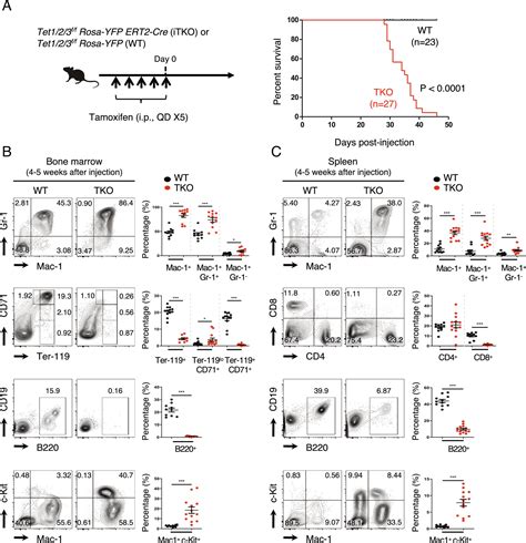 Inducible Disruption Of Tet Genes Results In Myeloid Malignancy