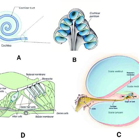 Cochlear Anatomy A Cochlea Structure B Cross Section Of Cochlear