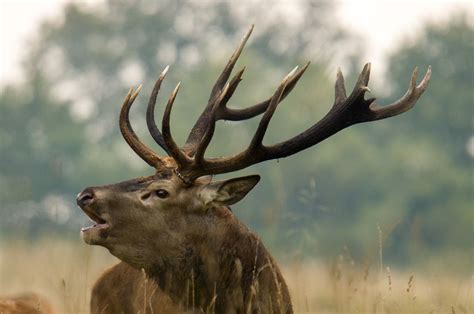 Brame Du Cerf Vivez Les Combats Impressionnants Du Roi De La For T