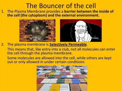 Cell Transport Essential Questions Ppt Download