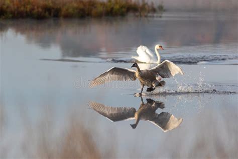 Cygnet Makes Awkward Landing with Adult Swan on Calm Quiet Water with ...