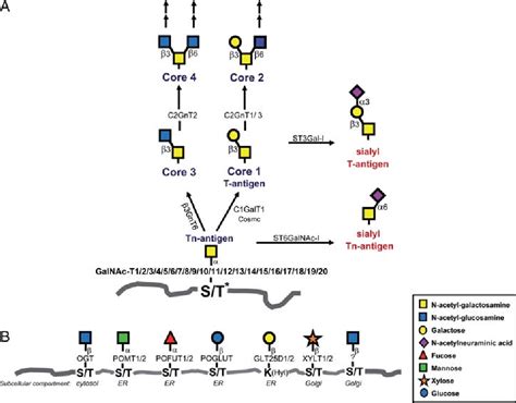 Figure 1 From Control Of Mucin Type O Glycosylation A Classification Of The Polypeptide Galnac