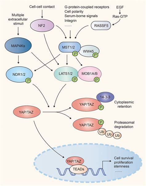 Overview Of Reciprocal Augment Of Hippo YAP Signaling And Innate