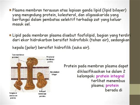 Sel Teori Sel Pada Tahun 1663 Robert Hooke