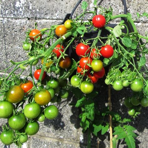 How To Take Care Of Tomato Plants Outdoors Growing Tomatoes In A