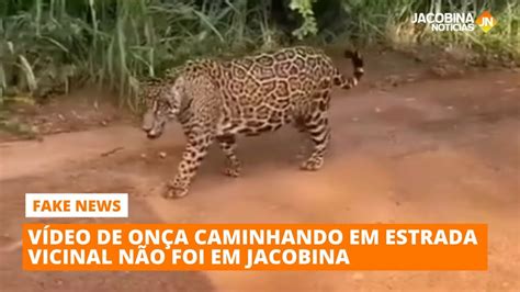 Vídeo de onça pintada não foi em Jacobina YouTube