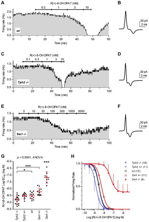 Frontiers Conservation Of 5 Ht1a Receptor Mediated Autoinhibition Of