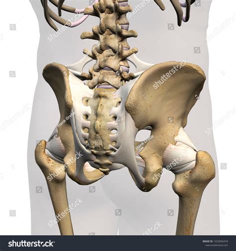 Pelvic Hip Ligaments Posterior View 3d Stock Illustration 1433956418