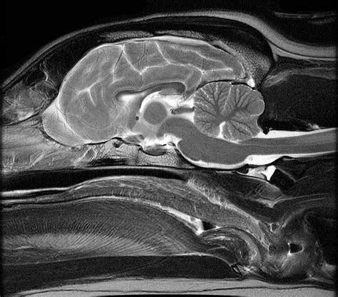 Canine Brain Mri Atlas 20130233 University Of Minnesota Office For