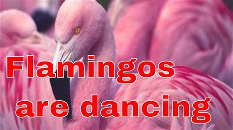 Dancing Flamingos Pink Flamingos Looking Awesome Youtube