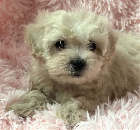 Sweet Maltipoo Phoebe Companions Forever Llc