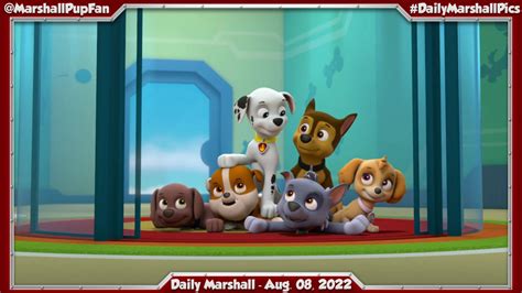 Marshall Pup Fanatic Daily Marshall August 08 2022