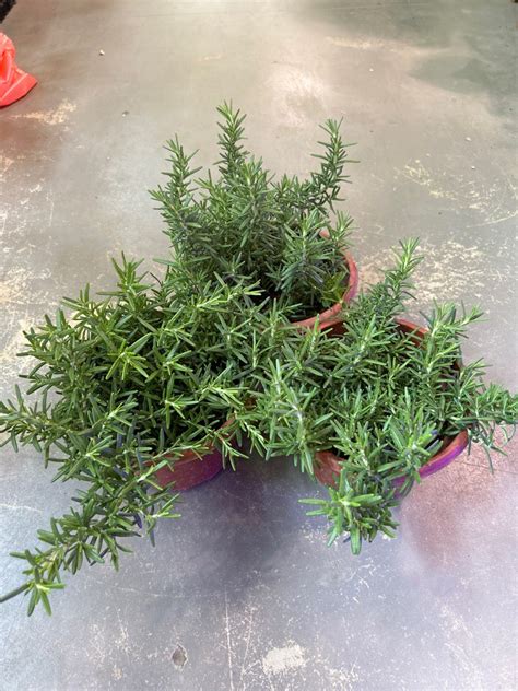 Rosemary Trailing Herbs Plant Locally Grown Each Po Furniture