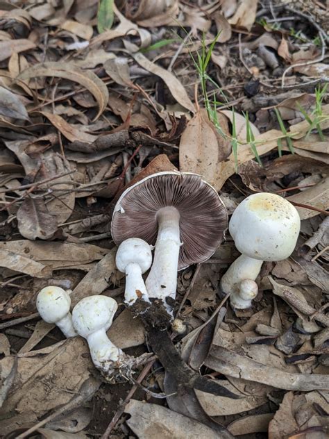 Common Gilled Mushrooms And Allies From Punchbowl Rd Opp Margaret St