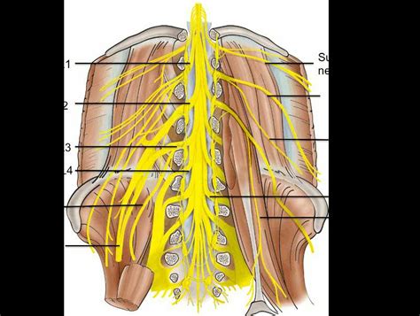 The Anatomy Of The Lumbar Spine And Its Nerve Pathways