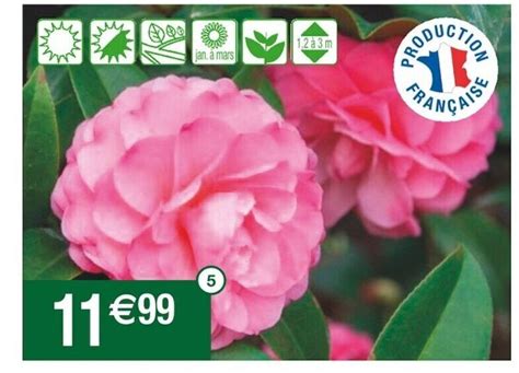 Promo Camelia Japonica Chez Cora