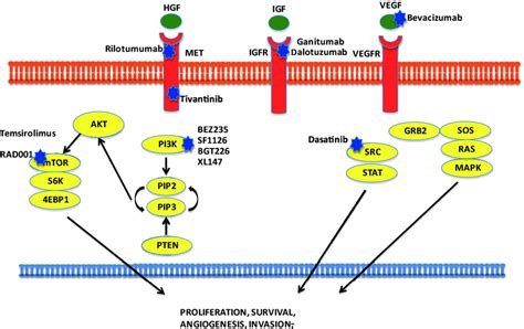 Intracellular Signal Transduction Pathway Egf Epidermal Growth