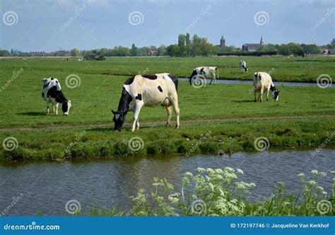 Dutch Landscape Cows Stock Photo Image Of Northholland