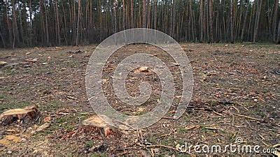 Deforestation Naked Piece Of Land In The Forest After Cutting Down