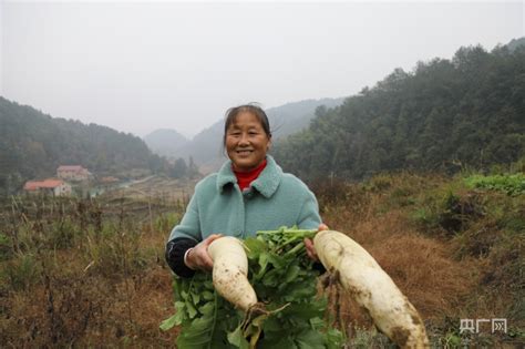 江西莲花：高山蔬菜助农增收央广网