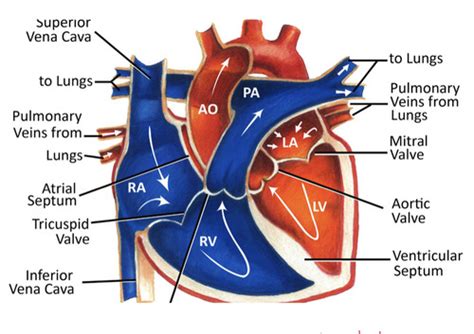 Cardiac Physiology And Electrophysiology Flashcards Quizlet