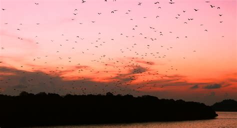 Kalong Island | Secret Bat Island - Komodo National Park