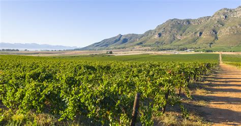 4 Best Cape Town Wine Tours: A Wine Traveler's Guide - Enriching Pursuits