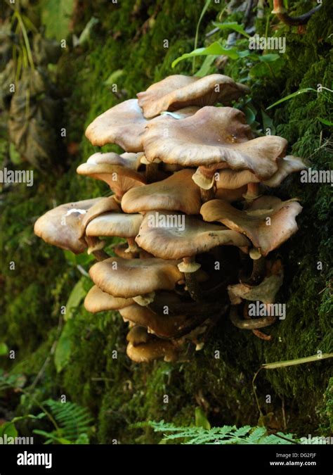 Honey Fungus Armillaria Mellea Fotograf As E Im Genes De Alta