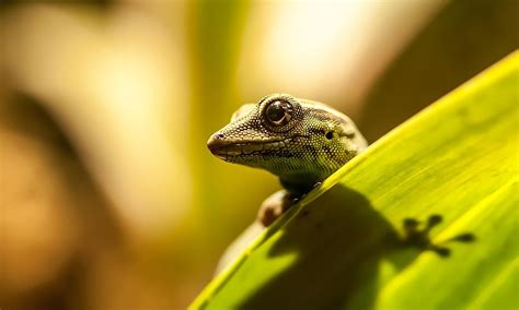 How Many Species Of Lizards Are There Worldatlas