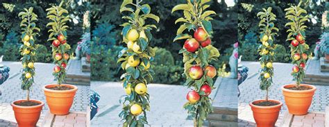 Columnar Fruit Trees Ideal For Growing In Tubs On Patios Or Balconies Home Design Garden