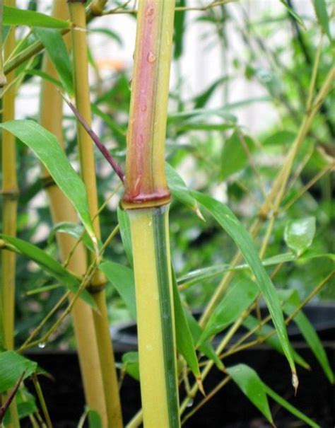 Phyllostachys Aureosulcata Spectabilis — Bamboo Collective Plant Nursery