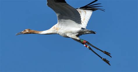 Stork Flying on Sky · Free Stock Photo