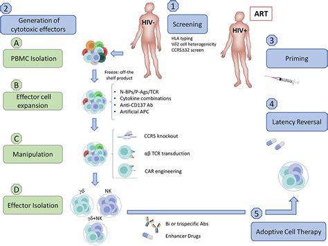 Frontiers Boosting The Immune System For Hiv Cure A T Cell