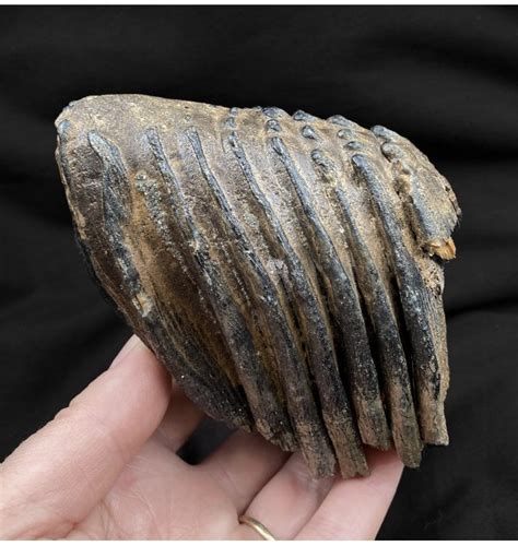 Fossils For Sale | Fossils-UK.com | Baby Woolly Mammoth Tooth from ...