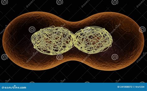 Cell Dividing Mitochondria Splitting Dna Replication 3d Render Illustration Stage 3 Stock