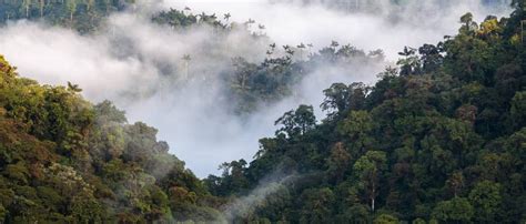 Bosque Montano Bosques Andinos