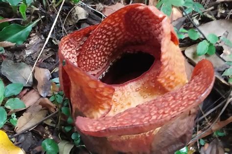 Foto Rafflesia Arnoldii Puspa Langka Yang Jadi Bunga Nasional