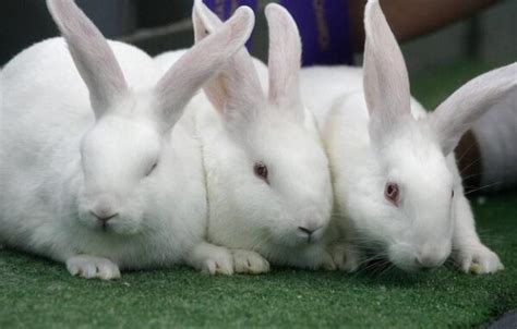 Types Of Rabbits In Nigeria Nigerian Finder