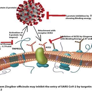 Interaction Of Host And Viral Proteins At Entry Point The Site Of