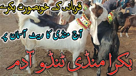 Bakra Mandi Tando Adam Sindh Bakra Eid 2024 Latest Updates YouTube