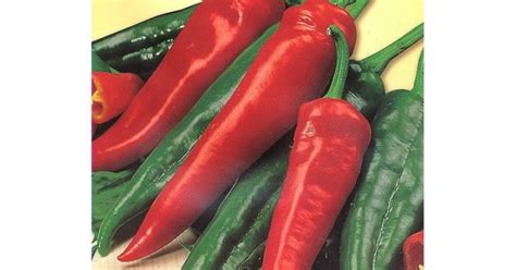 ΠΙΠΕΡΙΑ ΚΑΥΤΕΡΗ Cayenne ΣΠΟΡΟΙ Econgreengr
