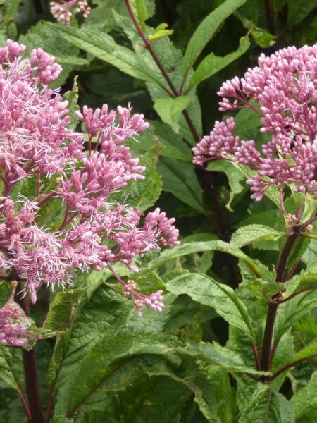 EUPATORIUM maculatum (Atropurpureum Group) - Avondale Nursery