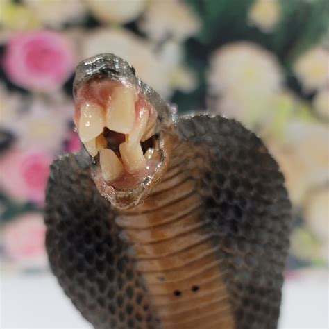 Realistic Rubber Cobra Snake Etsy