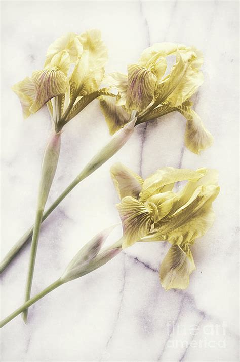 Daffodils Photograph By Hd Connelly Fine Art America