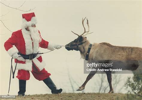 6428 Santas Reindeer Stock Photos High Res Pictures And Images