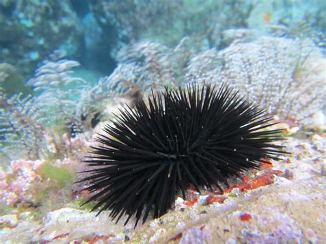 Download Caption: A Detailed Representation Of An Urchin Wallpaper ...