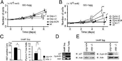 Impaired Cell Cycle Progression In Cirp De Fi Cient Spermatogonia A