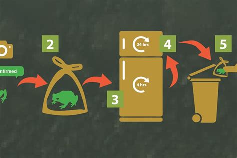 Identifying Cane Toads Department Of Biodiversity Conservation And