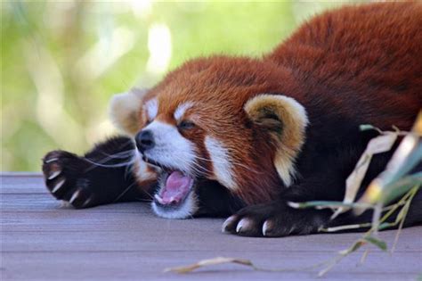 Red Panda Adaptations - Animal Sake