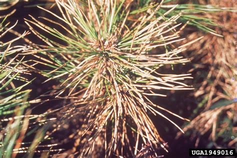 Brown Needle Blight Of Pine Mycosphaerella Gibsonii H C Evans